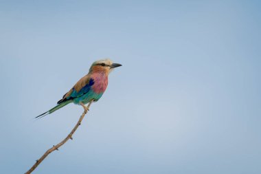 İnce dalda eflatun göğüslü silindir.