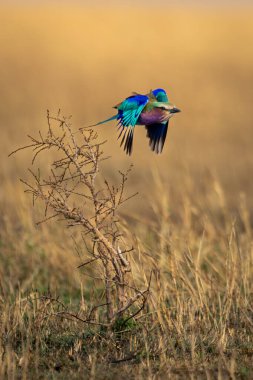 Leylak göğüslü rulo ölü çalıları katlayan kanatlar
