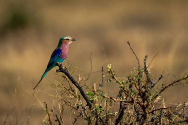 Ölü çalıların üzerinde eflatun göğüslü silindir.