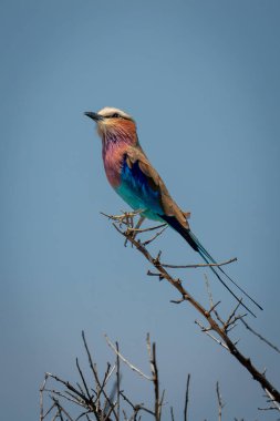 İnce dalda leylak göğüslü rulo yukarı bakıyor.