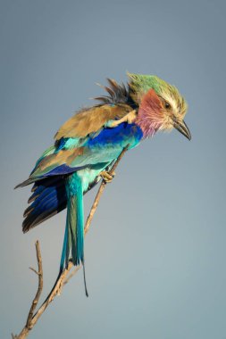 İnce dalda leylak göğüslü yuvarlak aşağı bakıyor.