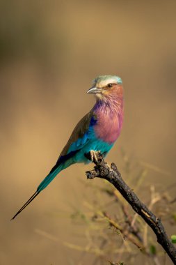 Leylak göğüslü patenci, ölü daldan kamera izliyor.