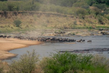 Mara 'ya doğru ilerleyen mavi antilop çizgisi