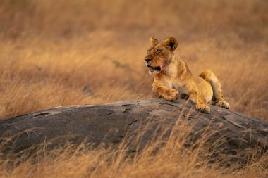 Dişi aslan kameraya bakan kayaların üzerinde yatıyor.