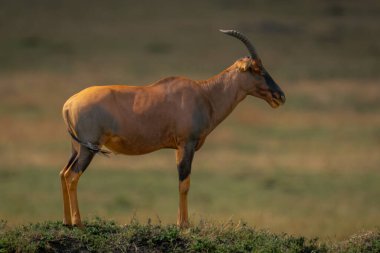 Erkek topi tümsekte profilde duruyor