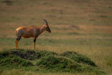 Erkek topi profilde tümsekte duruyor