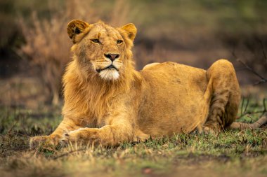 Erkek aslan çimenlerin üzerinde yatıp başını çeviriyor.