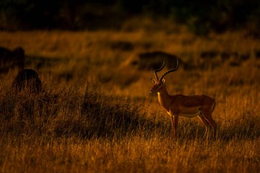 Male common impala stands near grassy mound clipart