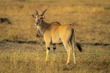 Erkeklerin ortak noktası kameraya bakmak.