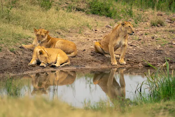 Dişi aslan diğer iki dişi aslanla birlikte su birikintisinde oturur.
