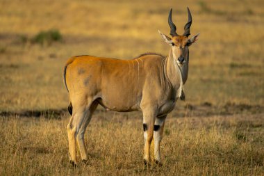 Erkeklerin ortak noktası kameraya bakmak.