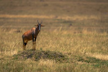 Erkek topi çimenli termit tepeciğinde duruyor.