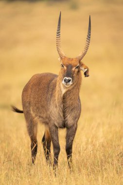 Erkek defassa su geyiği kafasını sallıyor
