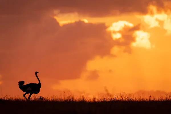Male common ostrich walks silhouetted on horizon