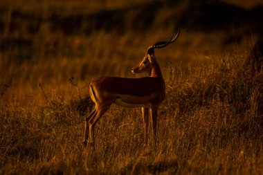 Erkek İmpala omzunun üstünden bakıyor.