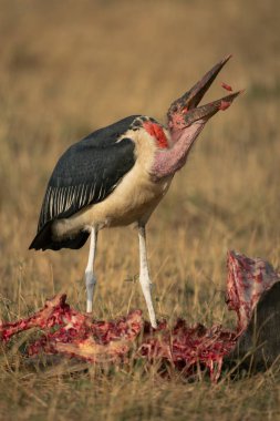 Marabou stork throws up flesh from kill clipart