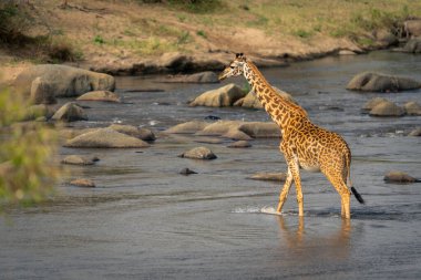 Masai giraffe crosses shallow river past rocks clipart