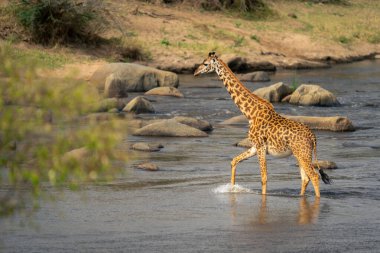Masai giraffe crosses shallow river near rocks clipart