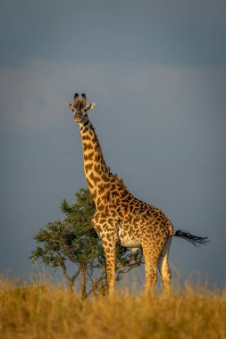 Masai giraffe stands eyeing camera near bush clipart
