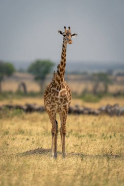 Masai giraffe stands near wildebeest and zebras clipart