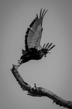 Mono antilopları uçurumun kenarından atlıyor.