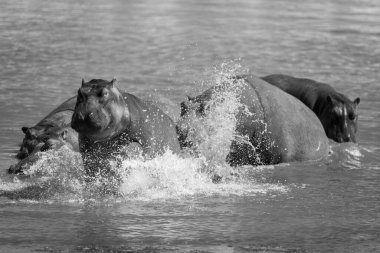 Mono su aygırı bir diğerini nehirden kovalıyor.