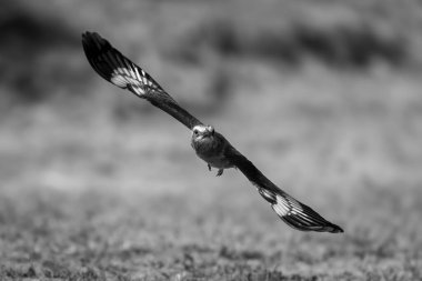 Mono leylak göğüslü patenci kameraya yaklaşıyor.