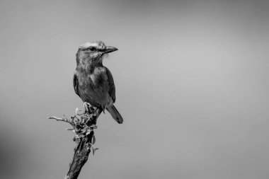 Dal üzerinde tek taraflı eflatun göğüslü silindir.