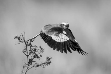 Leylak göğüslü silindir, kanatlarını indiriyor.