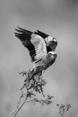 Mono leylak göğüslü silindir dal parçasından havalanır.