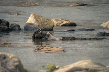 Nil timsahı mavi antilopları arkadan yakalıyor