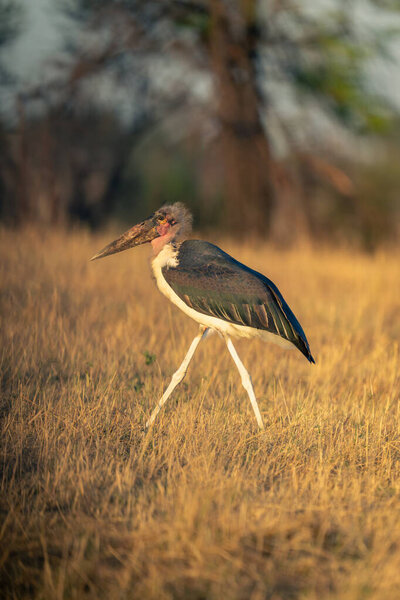 Marabou stork walking across savannah in sunshine