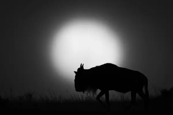 Mono blue wildebeest walks silhouetted against sun