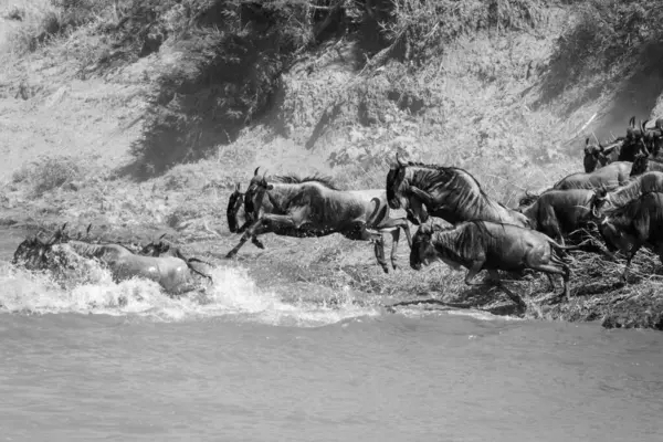 Mono Wildebeest Saltar Para Rio Partir Banco — Fotografia de Stock