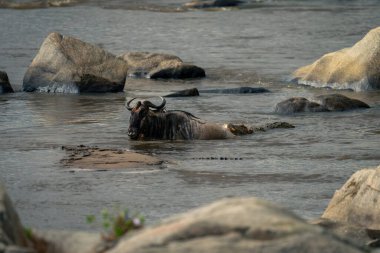 Nil timsahı mavi antiloplara tutunuyor.
