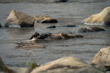 Sudaki Nil timsahı mavi antilobu ısırır.