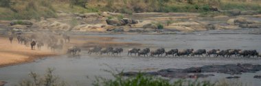 Nehirde yürüyen mavi antilop panoraması