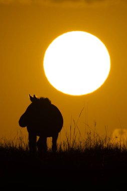 Gün doğumunda ufukta görünen zebra ovaları