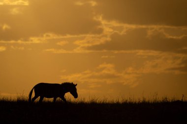 Ovalar zebra gün doğumunda ufuk boyunca yürür