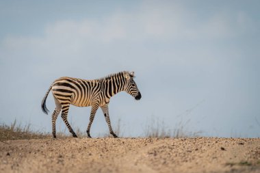 Plains zebra walks across track in sunshine clipart