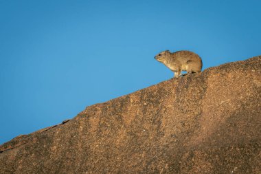 Kaya Hyrax başını kayalık çıkıntıya kaldırır