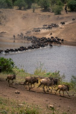 Mara 'yı geçen mavi antilopların yavaş tepesi