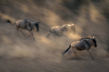 Yavaş yavaş üç antilop birlikte dört nala koşuyor.