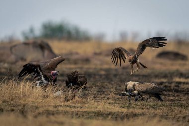 Tawny kartal beyaz sırtlı ve parlak yüzlü akbabalara yaklaşıyor.