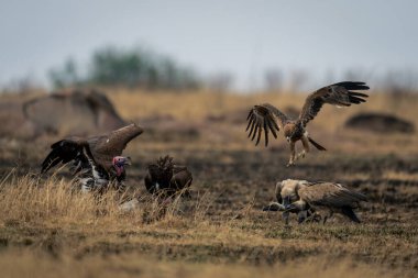 Tawny eagle approaches white-backed and lappet-faced vultures clipart