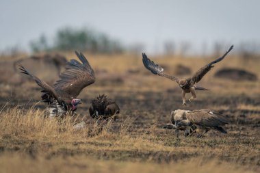 Tawny eagle approaches lappet-faced and white-backed vultures clipart