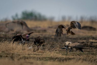 Tawny eagle approaching white-backed and lappet-faced vultures clipart