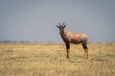 Topi çimenli düzlüklerde kamerayı seyrediyor.