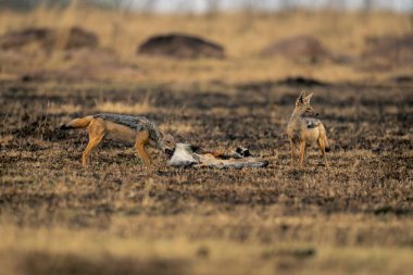 İki siyah sırtlı çakal, ceylan leşinin yanında duruyor.