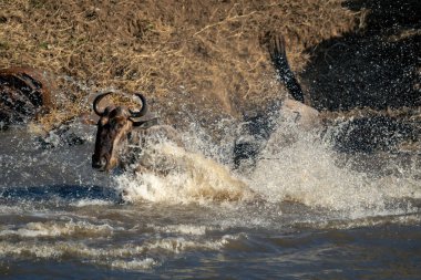 İki mavi antilop sprey içinde nehri geçiyor.